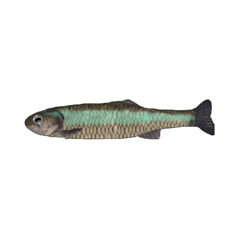 シグナル シャイナー 57 02 コホクスペシャル / 釣具 釣り フィッシング