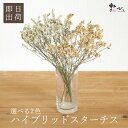 ドライフラワー 花材 即日出荷 ハイブリッドスターチス 花材 スワッグ 材料 パーツ リモニウム スターチス 白 ホワイト 黄色 イエロー ハイブリッドリモニウ...