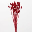 ドライフラワー 花材 即日出荷 ポアプランツ レッド 花材 素材 材料 パーツ 穂 ファラリス 赤 ドライフラワー スワッグ ブーケ ドライフラワー花束 ドライ...
