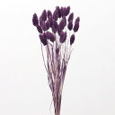ドライフラワー 花材 即日出荷 ポアプランツ パープル 花材 素材 材料 パーツ 穂 ファラリス 紫 ドライフラワー スワッグ ブーケ ドライフラワー花束 ドラ...