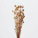 ドライフラワー 花材 即日出荷 フーセンポピー ゴールド 花材 素材 材料 パーツ 金色 ポピー ニゲラ ドライフラワー スワッグ ブーケ ドライフラワー花束 ...