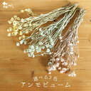 【ポイント10倍中 6/27 09:59迄】 ドライフラワー 花材 即日出荷 アンモビューム 花材 素材 材料 パーツ ピンク ブルー 水色 イエロー 黄色 マ...