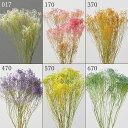 プリザーブドフラワー 花材 とりよせ品 モリソニア 花材 素材 材料 パーツ 小花 グリーン ブルー ピンク パープル 青 紫 緑 白 ホワイト オレンジ 黄色 イエロー 春 スワッグ ブーケ ドライフラワー プリザ 花束 リース アレンジ アレンジメント 大地農園