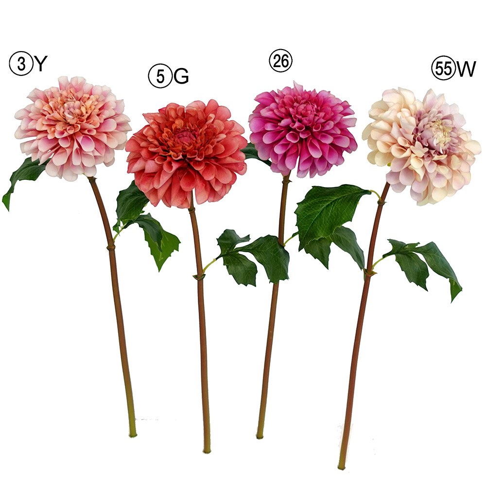 楽天造花ドライフラワー専門問屋花びし★P10倍 10/14 20時から★ 造花 とりよせ品 ダリア 天竺牡丹 てんじくぼたん テンジクボタン 高品質 ピンク クリーム 一輪 ブライダル ブーケ 材料 花材 高級 高級造花 花資材 アスカ ASCA アスカ商会