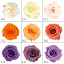 プリザーブドフラワー 花材 とりよせ品 ローズ・かのん・M(1箱9輪入り) ドライフラワー 花材 素材 パーツ 材料 ローズ ハーバリウム プリザーブドローズ ブリザーブド Preserving ナチュラル バラ 薔薇 プリザーブド仏花 自然素材 インテリア 大地農園