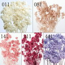 ★P10倍 10/14 20時から★ ドライフラワー 花材 とりよせ品 クリスパム ドライ 自然素材 ナチュラルドライフラワー インテリア インテリアフラワー ...