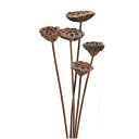 ドライフラワー 花材 とりよせ品 ハス 木の実 フルーツ 果実 ナッツ ドライ 自然素材 ドライフラワー ナチュラルドライフラワー インテリア インテリアフラワ...