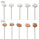 【ポイント10倍中 7/11 09:59迄】 ドライフラワー 花材 とりよせ品 ナチュラルピック・ワタの実 花材 素材 材料 パーツ ピック コットン 綿 白 茶色 ブラウン ドライフラワー 木の実 スワッグ リース アレンジ アレンジメント ナチュラル 装飾 卸 大地農園