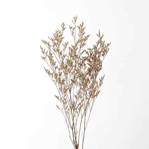 《ドライフラワー 花材》◆とりよせ品◆Asca(アスカ) スターチス ライトブラウン茶色 花材 材料 ドライフラワー スワッグ ブーケ ドライフラワー花束 花束 ナチュラル ミックスブーケ ドライフラワースワッグ リース アレンジ 素材 花 装飾のサムネイル