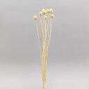 【ポイント10倍中 6/27 09:59迄】 ドライフラワー 花材 とりよせ品 特価 クラスペディア クリームホワイト ビリーボタン 白 スワッグ 髪飾り 花材...