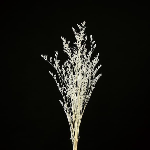 【ポイント3倍!30日限定!】 ドライフラワー 花材 とりよせ品 カスピア クリームホワイト ※画像よりクリーム味が強いです 白 スワッグ 髪飾り 花材 パーツ 材料 花束 ブーケ DIY アスカ ASCA アスカ商会