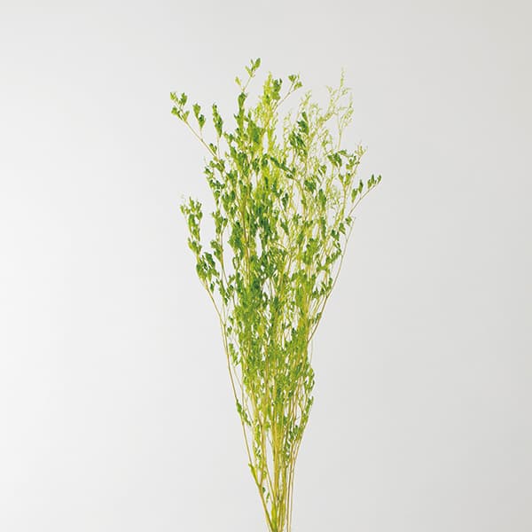 【P10倍 】 ドライフラワー 花材 とりよせ品 カスピア グリーン グレー スワッグ 髪飾り 花材 パーツ 材料 花束 ブーケ おしゃれ ディスプレイ くすみカラー DIY アスカ ASCA アスカ商会