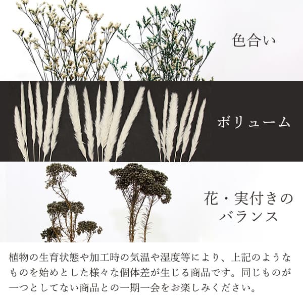 《ドライフラワー 花材》◆とりよせ品◆Asca(アスカ) カスミソウ クリームホワイト白 かすみ カスミ かすみ草 カスミ草 ドライフラワー スワッグ ブーケ ドライフラワー花束 花束 ナチュラル ドライフラワースワッグ リース アレンジ 花材