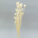 ドライフラワー 花材 即日出荷 ニゲラオリエンタス サラシ 花材 素材 材料 ニゲラ スワッグ ブーケ 白 ホワイト ドライフラワー花束 ドライフラワースワッグ...
