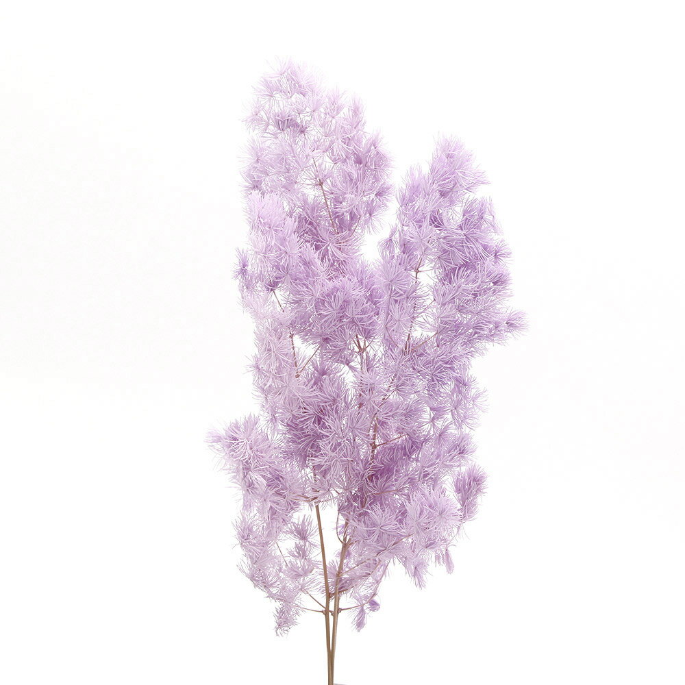 【ポイント3倍!30日限定!】 ドライフラワー 花材 即日出荷 ミリオグラタス ライトラベンダー ミリオクラダス パープル スワッグ ブーケ ドライフラワー プリザ 花束 リース 花材 アスカ ASCA アスカ商会
