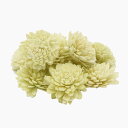 【ポイント10倍中 7/26 09:59迄】 ハンドメイドフラワー 花材 即日出荷 ソーラーダリア・4cm ライトグリーン ドライフラワー 黄緑 グリーン ボタ...
