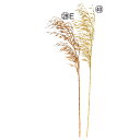 クリスマス 造花 グリーン とりよせ品 メタリックリードグラス リーフ ホーリー 葉っぱ 造花 オーナメント クリスマス クリスマスリース インテリア 雑貨 ディスプレイ デコレーション パーツ 材料 イベント プレゼント ギフト 雪 アスカ ASCA アスカ商会