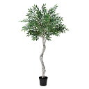 【ポイント10倍中 7/11 09:59迄】 フェイクグリーン 観葉植物 とりよせ品 【メーカー直送】スマイラックスツリー(ポット付)177cm《代引不可・他商...