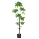 《 フェイクグリーン 観葉植物 》◆とりよせ品◆Asca(アスカ) 【メーカー直送】アラリア(ポット付)155cm《代引不可・他商品との同梱不可》 グリーン観葉植物 1.5m 大型 おしゃれ 人工観葉 安い