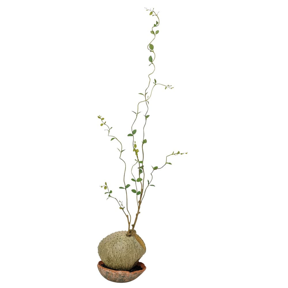 グラス 《 フェイクグリーン 観葉植物 》 ◆とりよせ品◆Asca(アスカ) 【メーカー直送】グラスポット135cm《代引不可・他商品との同梱不可》 観葉植物 1.3m 大型 おしゃれ 人工観葉 インテリア インテリアフラワー フェイクフラワー シルクフラワー アートフラワー