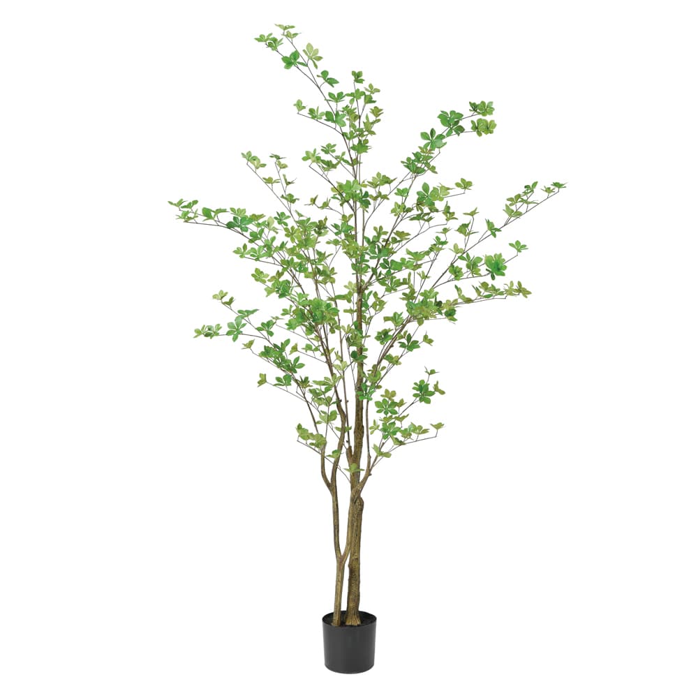 《 フェイクグリーン 観葉植物 》 ◆とりよせ品◆Asca(アスカ) 【メーカー直送】ドウダン(ポット付)190cm《代引不可・他商品との同梱不可》 観葉植物 1.9m 大型 おしゃれ 人工観葉 インテリア インテリアフラワー フェイクフラワー シルクフラワー 店舗装飾