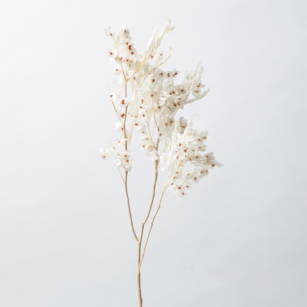《 ドライフラワー 花材 》 ◆とりよせ品◆Asca(アスカ) ホップブッシュ 花材 素材 材料 白 ホワイト ス..