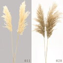 ドライフラワー 花材 とりよせ品 エリアンサス 花材 素材 材料 ホワイト 白 ブラウン 茶色 ふわふわ パンパス系 スワッグ ブーケ ドライフラワー花束 ドラ...