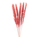ドライフラワー 花材 即日出荷 テールリード ローズ 穂 パンパス系 ふわふわ レッド 赤 ピンク 花材 パンパスグラス スワッグ 材料 リース ブーケ 手作り...