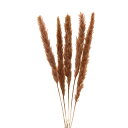 ドライフラワー 花材 即日出荷 テールリード シエナ 穂 パンパス系 ふわふわ ブラウン 茶色 花材 パンパスグラス スワッグ 材料 リース ブーケ 手作り ハ...