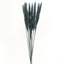 ドライフラワー 花材 即日出荷 【50%OFF】期間限定特価 テールリード ターコイズグリーン 花材 材料 素材 パーツ パンパス パンパス系 ネイビー グレー...