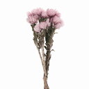 ★P10倍 10/14 20時から★ ドライフラワー 花材 即日出荷 シルバーデージーミニ ミスティパープル 花材 素材 材料 パーツ ピンク スワッグ ブーケ...