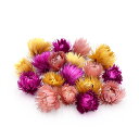 ★P10倍 10/14 20時から★ ドライフラワー 花材 即日出荷 シルバーデージーヘッド 大・小アソート パープルミックス 花材 素材 材料 パーツ 小分け...