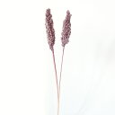★P10倍 10/14 20時から★ ドライフラワー 花材 即日出荷 インディアンコーン ミスティパープル ※ボリューム差があります ソルゴ 紫 薄紫 ライトパ...
