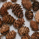 ドライフラワー 花材 即日出荷 カラ松コーンヘッド 70g ナチュラル 木の実 フルーツ 果実 ナッツ ドライ 自然素材 ドライフラワー ナチュラルドライフラワ...