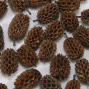 ドライフラワー 花材 即日出荷 カスリナコーン (70g) ナチュラル 木の実 フルーツ 果実 ナッツ ドライ 自然素材 ドライフラワー ナチュラルドライフラワ...