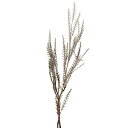 プリザーブドフラワー 花材 即日出荷 グレビレアアイバンフォー・プリザーブド ブラック 花材 素材 材料 パーツ 黒 ワイルドフラワー リーフ 葉 葉っぱ グリ...