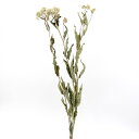 ドライフラワー 花材 即日出荷 ヒヨドリバナ (在庫限り) ナチュラル 花材 素材 材料 パーツ 白 綿毛 スワッグ ブーケ ドライフラワー花束 ドライフラワー...