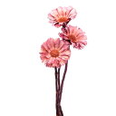 【ポイント10倍中 7/11 09:59迄】 ドライフラワー 花材 即日出荷 【40%OFF】期間限定特価 リペンス・ロゼッタ クリスタルピンク 〇 花材 素材...
