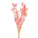 ドライフラワー 花材 即日出荷 特価 ニゲラオリエンタリス (在庫限り) ピンク 花材 素材 材料 パーツ スワッグ ブーケ ドライフラワー花束 ドライフラワー...