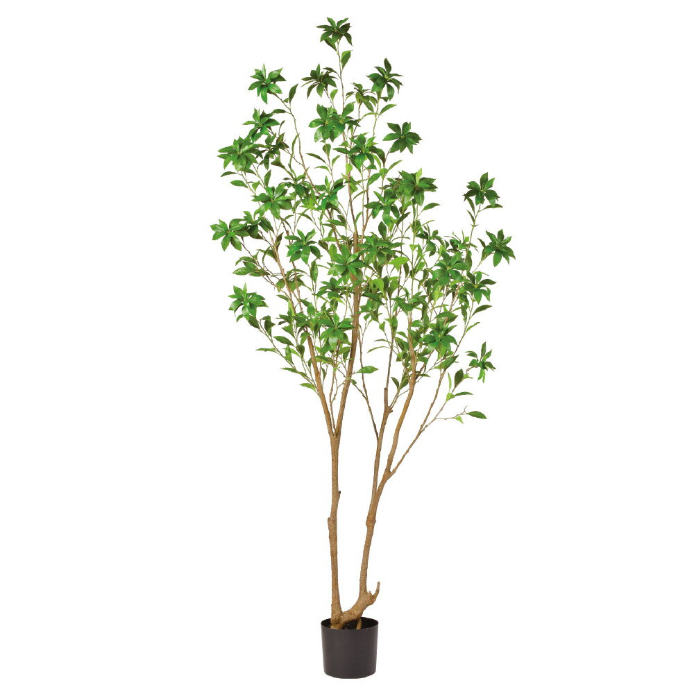 《 フェイクグリーン 観葉植物 》◆とりよせ品◆Asca(アスカ) 【メーカー直送】 アセビ(ポット付) 215cm 《代引不可・他商品との同梱不可》 グリーン観葉植物 2.1m 大型 おしゃれ 人工観葉