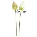 造花 とりよせ品 アンスリウム アンスリューム アーティフィシャルフラワー 観葉植物 南国 トロピカル インテリア インテリアフラワー フェイクフラワー シルク...