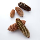 ドライフラワー 花材 即日出荷 トウヒ(国産)・サイズアソート 花材 素材 材料 パーツ デコ リース ドライフラワー 木の実 スワッグ アレンジ アレンジメン...