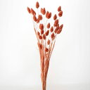 ドライフラワー 花材 即日出荷 ポアプランツ ブリックレッド 花材 素材 材料 パーツ 赤 レンガ 穂 ドライフラワー スワッグ ブーケ ドライフラワー花束 ド...