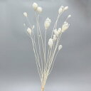 ドライフラワー 花材 即日出荷 ボンボンフェンネル オフホワイト 花材 素材 材料 パーツ 白 ホワイト ディスプレイ インテリア スワッグ ブーケ 卸価格 ド...