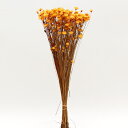 ドライフラワー 花材 即日出荷 特価 スターフラワー イエロー 花材 素材 材料 パーツ 黄色 オレンジ スワッグ ブーケ ドライフラワー花束 ドライフラワース...