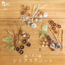 【ポイント10倍中 6/27 09:59迄】 ドライフラワー 花材 即日出荷 FMシトラスアソート 花材 素材 材料 パーツ 木の実 少量 アソート 詰め合わせ...