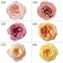 【ポイント10倍中 7/26 09:59迄】 プリザーブドフラワー 花材 とりよせ品 ローズ・エレナ(グラデーションカラー) (6輪入り) ロゼット咲 ローズ ハーバリウム プリザーブドローズ ブリザーブド Preserving ナチュラル バラ 薔薇 ドライフラワー 花 大地農園