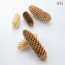 【ポイント10倍中 7/11 09:59迄】 ドライフラワー 花材 とりよせ品 トウヒ(国産)・サイズアソート 木の実 フルーツ 果実 ナッツ ドライ 自然素材...