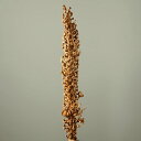 ドライフラワー 花材 とりよせ品 【メーカー直送品】ベルトラオ《代引決済・他商品と同梱不可》 ディスプレイ インテリア ブライダルスペース オシャレ ナチュラル...