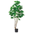 《 フェイクグリーン 観葉植物 》◆とりよせ品◆Asca(アスカ) 【メーカー直送品】ウンベラータ(ポット付)《代引決済・他商品と同梱不可》 グリーン観葉植物 1.5m 150cm 大型 おしゃれ ウンベラータ